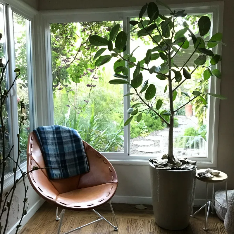 HP - Ficus benghalensis ‘Audrey’, foto 2