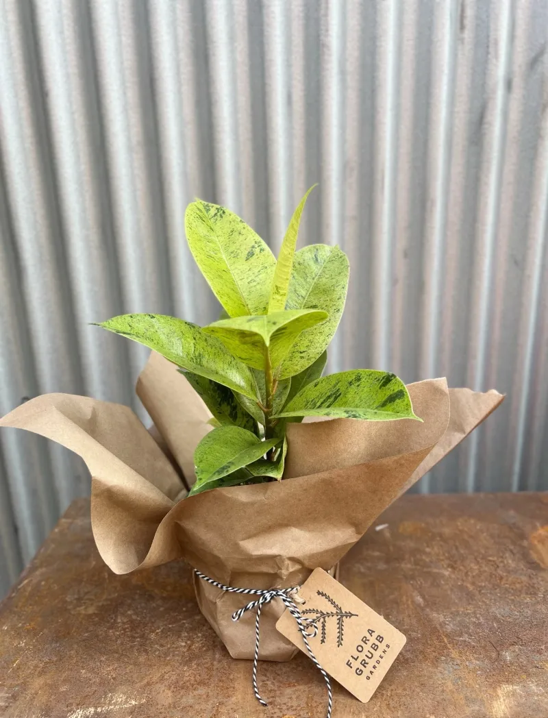 Ficus elastica ‘Shivereana Moonshine’