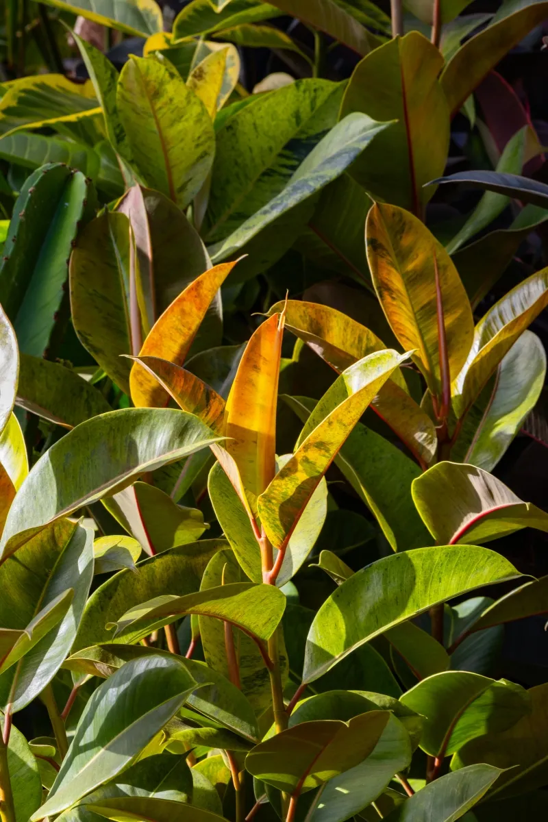 Ficus elastica ‘Shivereana Moonshine’, foto 3