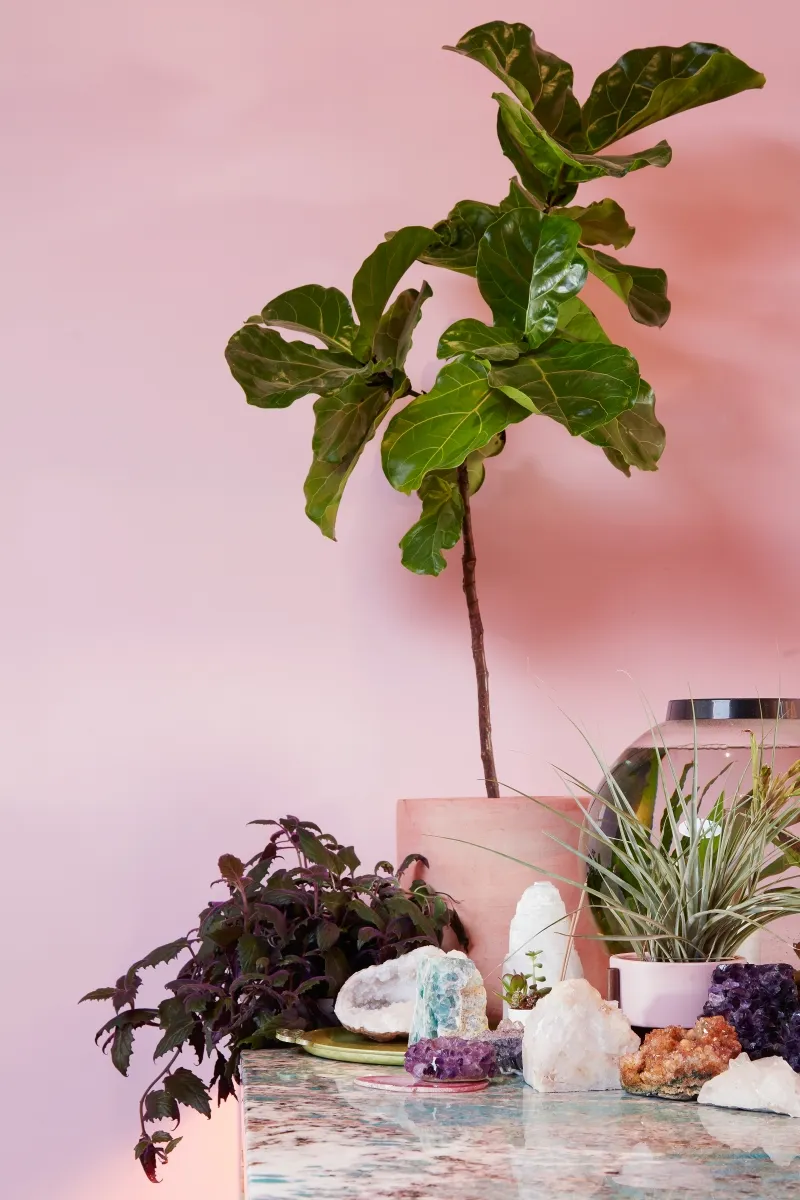 Ficus lyrata, foto 2