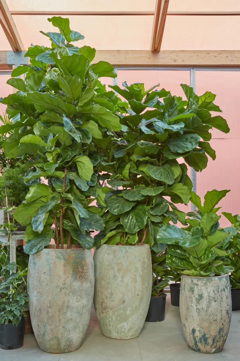 Ficus lyrata, foto 3