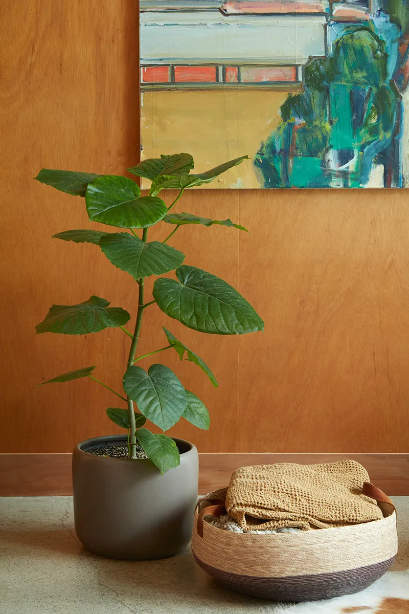 Ficus umbellata