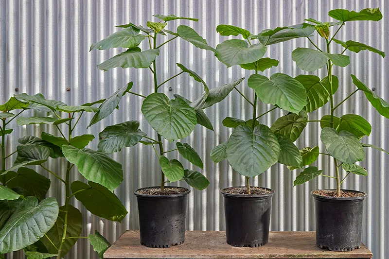 Ficus umbellata, foto 2