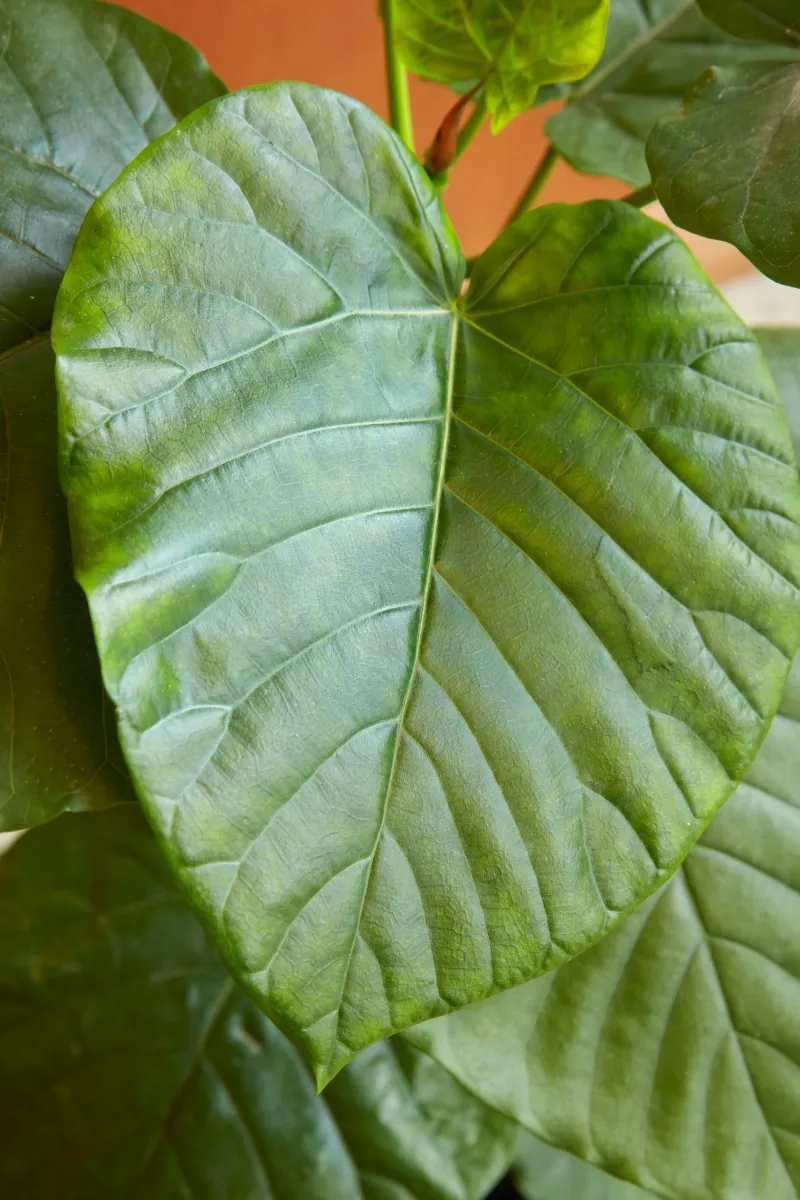 Ficus umbellata, foto 3