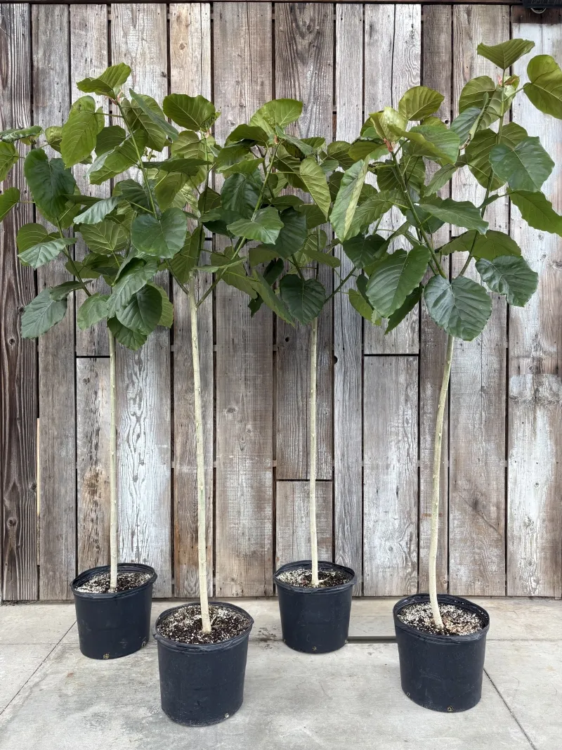 Ficus umbellata, foto 4