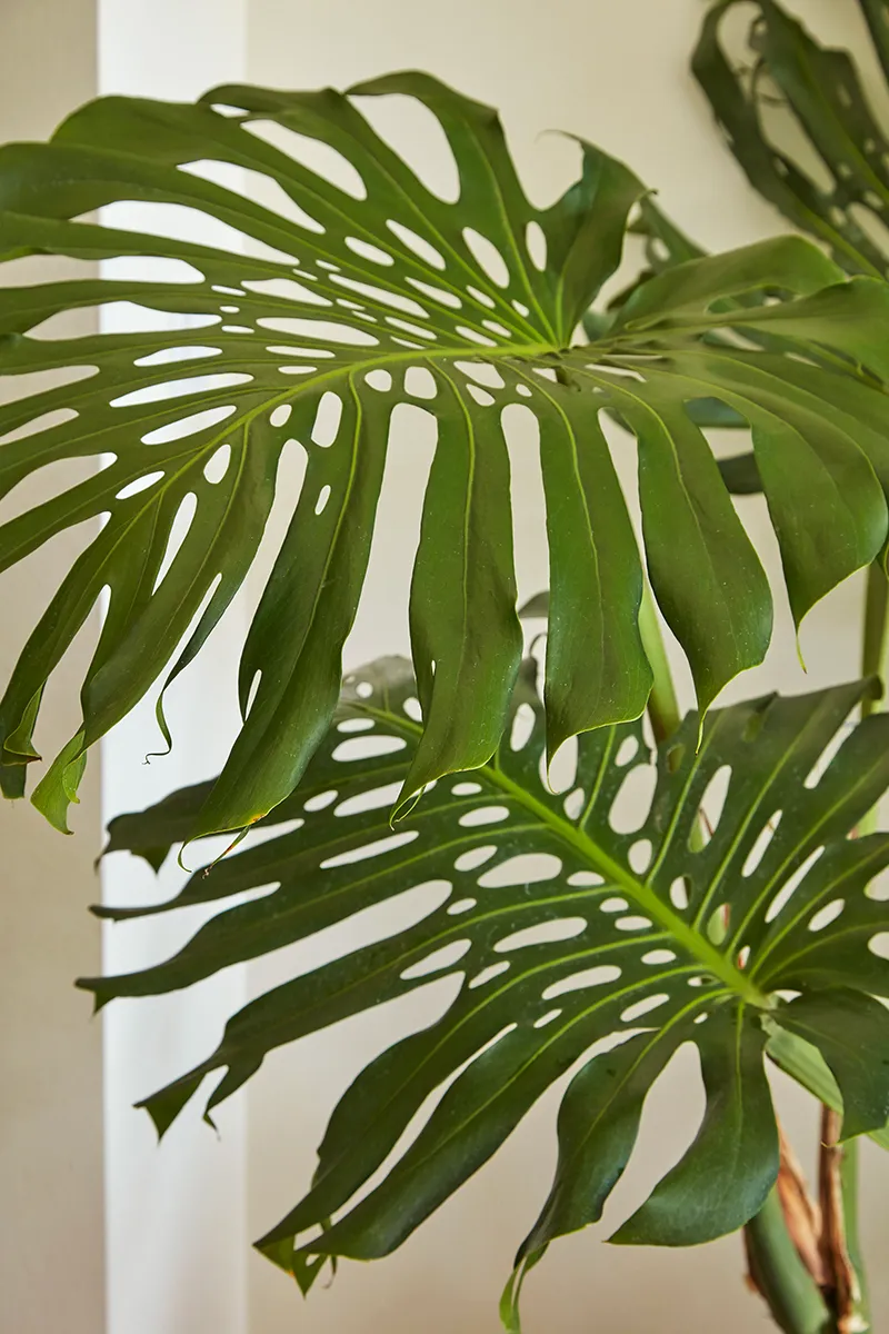 Monstera deliciosa, foto 2