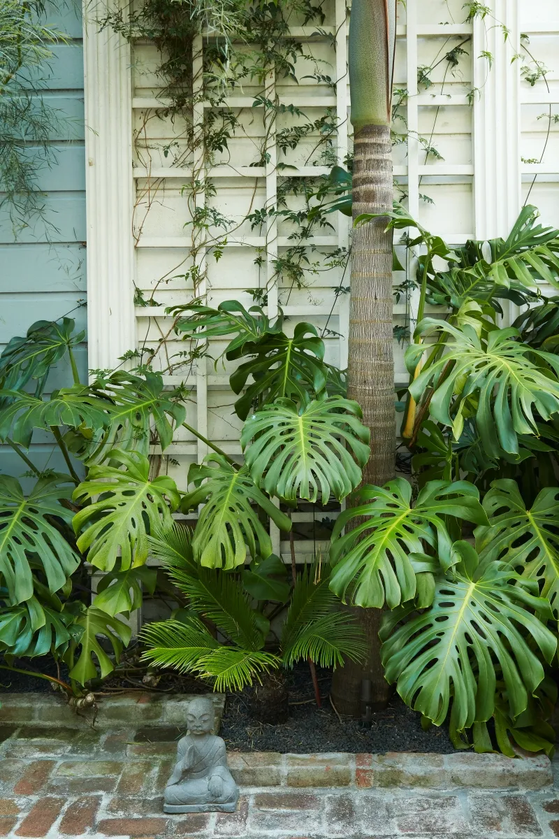 Monstera deliciosa, foto 3