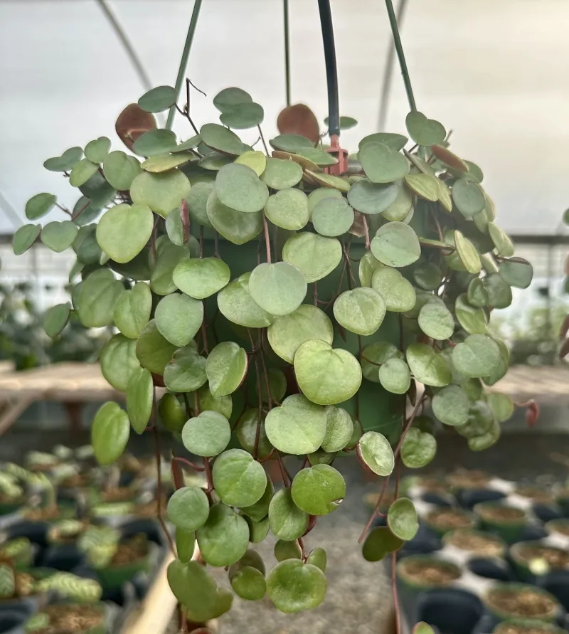 Peperomia ‘Ruby Cascade’