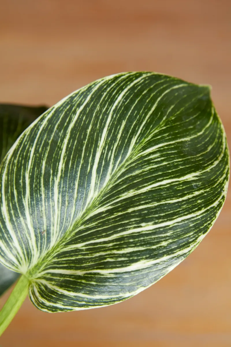 Philodendron ‘Birkin’