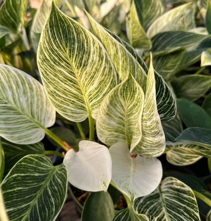 Philodendron ‘Birkin’, foto 2