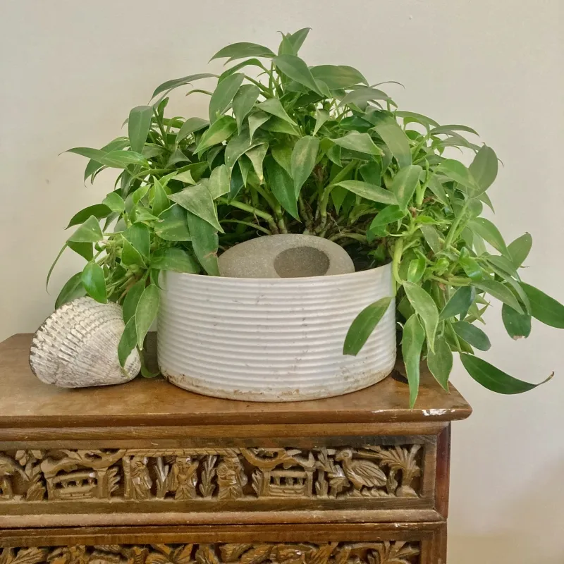 Philodendron ‘Little Phil’
