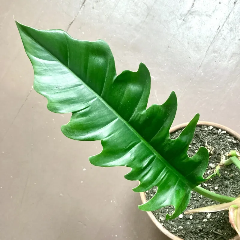 Philodendron ‘Tiger Tooth’