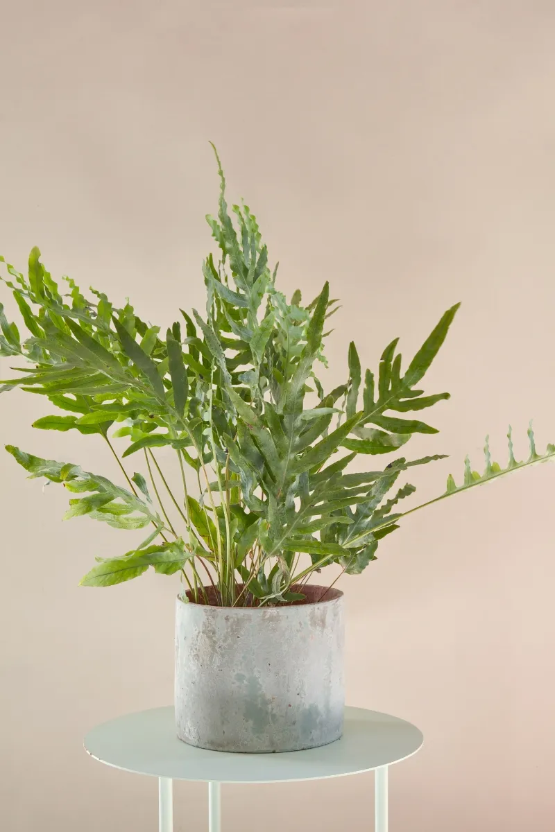 Phlebodium aureum ‘Blue Star’