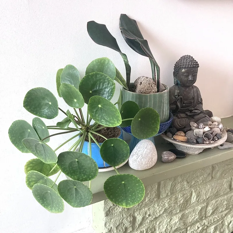 Pilea peperomioides, foto 2