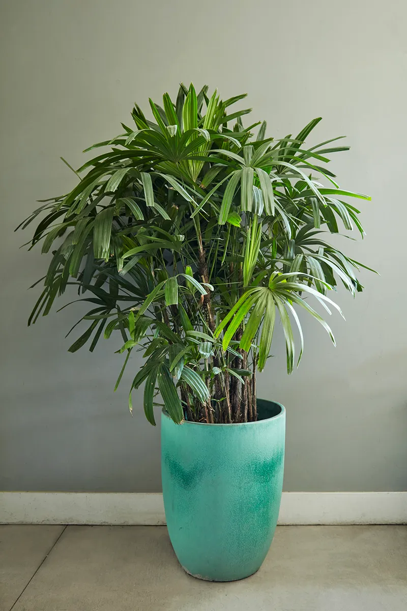 Rhapis excelsa, foto 2