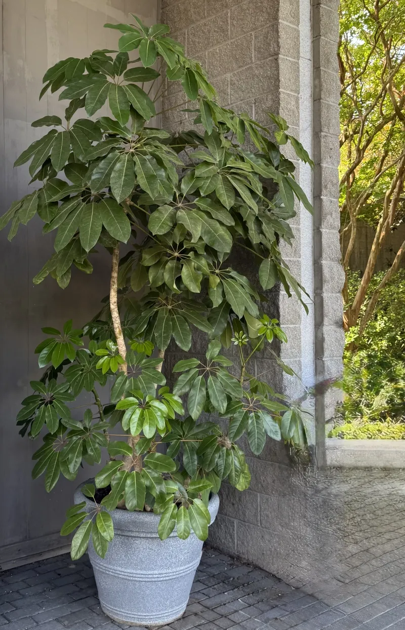 Schefflera actinophylla ‘Amate’