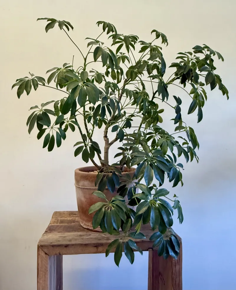 Schefflera arboricola, foto 4