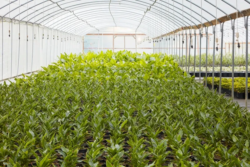 Strelitzia nicolai, foto 2