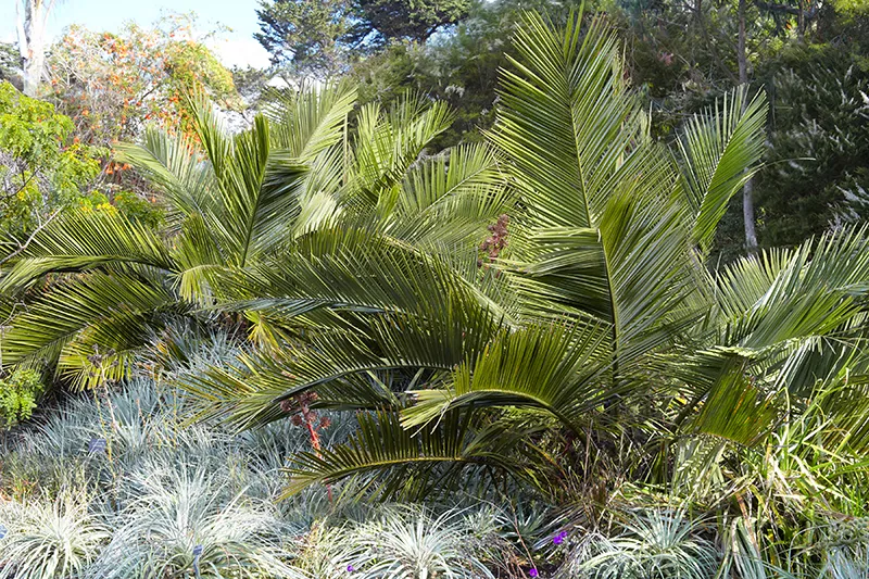 Jubaea chilensis, foto 2