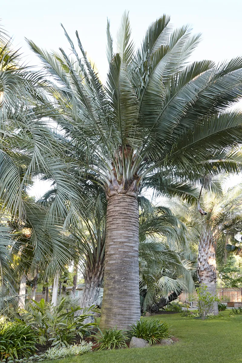 Jubaea chilensis, foto 3