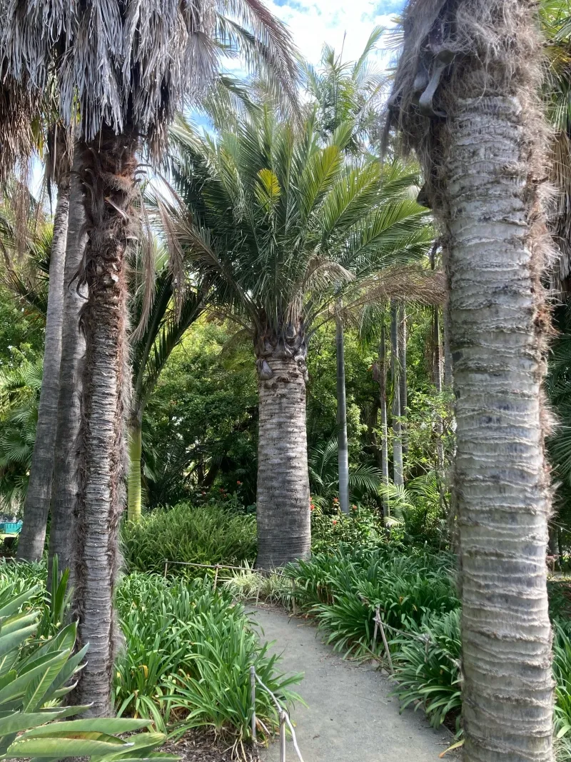 Jubaea chilensis, foto 5