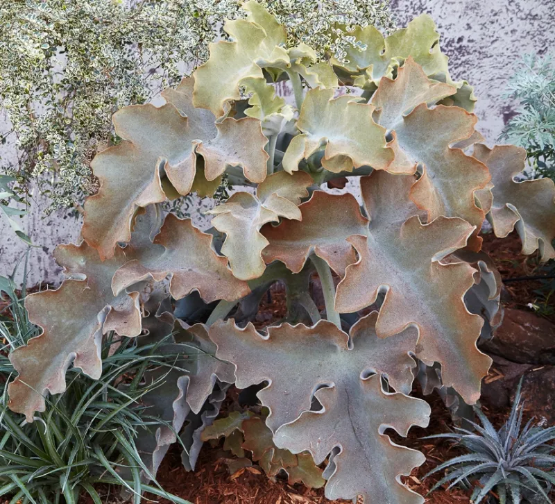 Kalanchoe beharensis, foto 2