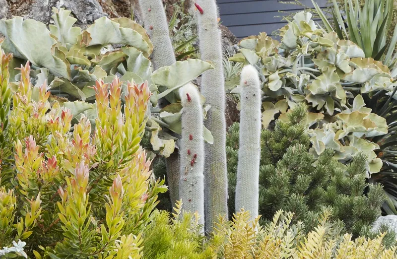 Kalanchoe beharensis, foto 4