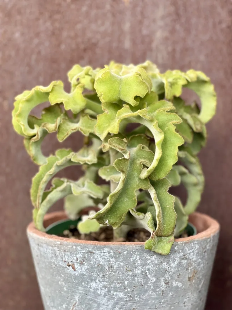 Kalanchoe beharensis ‘Maltese Cross’