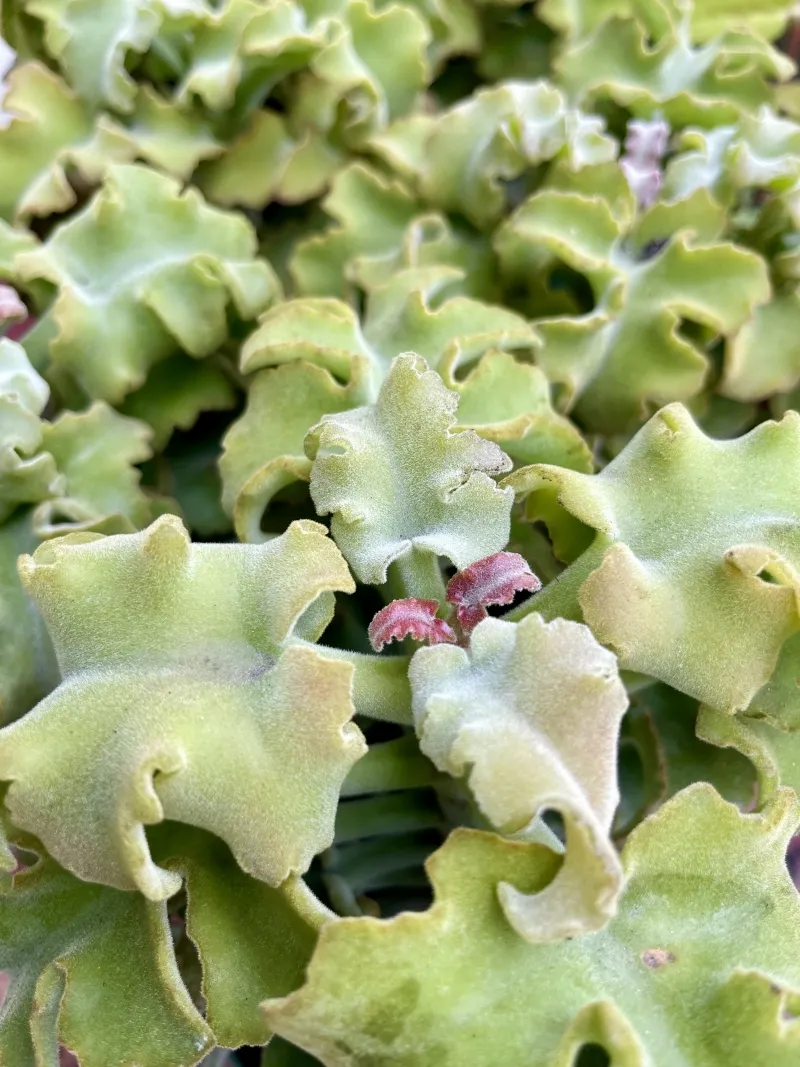 Kalanchoe beharensis ‘Maltese Cross’, foto 2