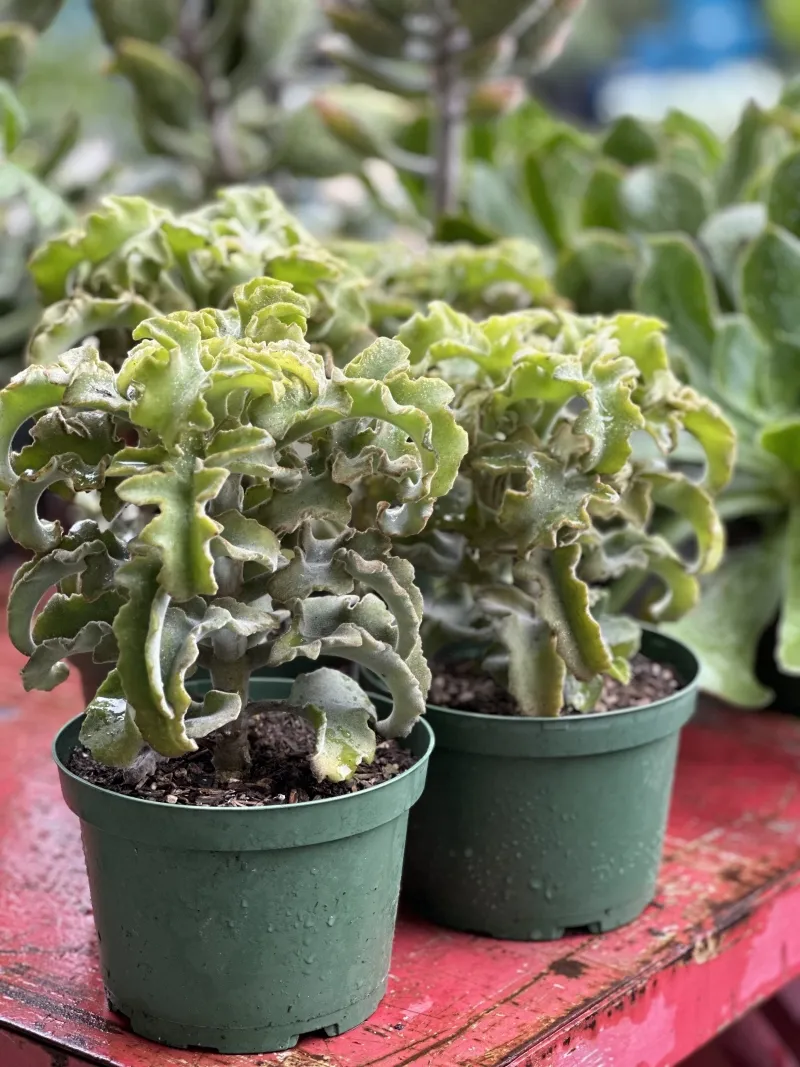 Kalanchoe beharensis ‘Maltese Cross’, foto 3