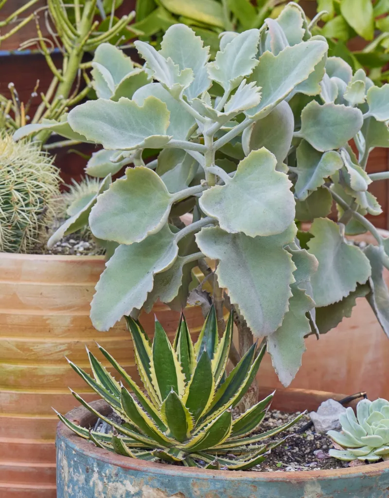 Kalanchoe beharensis ‘Roseleaf’