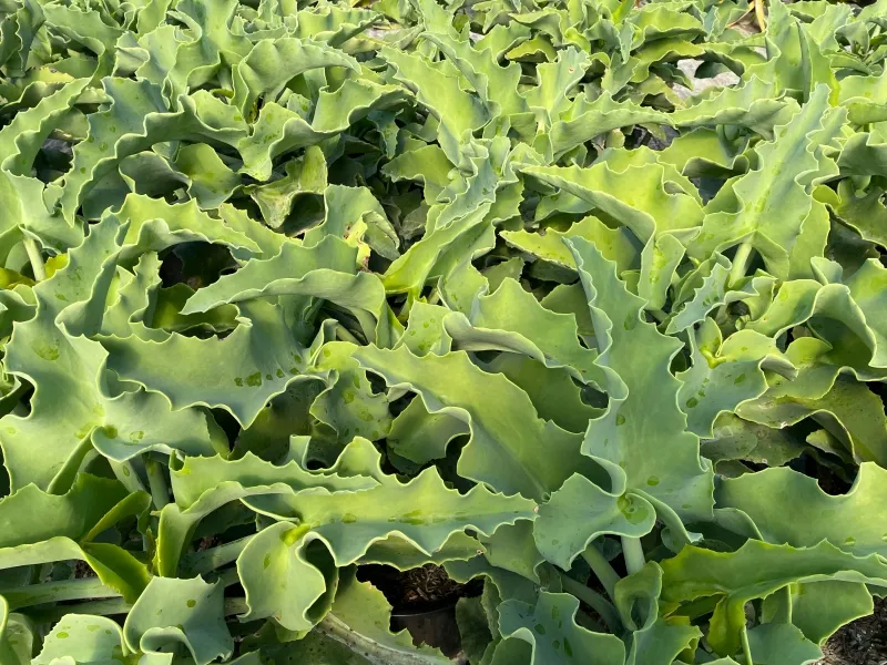 Kalanchoe beharensis var. subnuda, foto 3