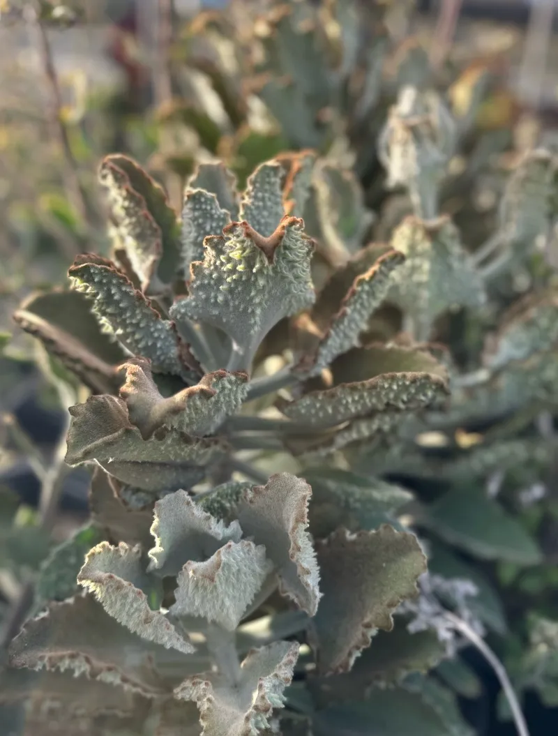 Kalanchoe beharensis x tomentosa ‘Fang’