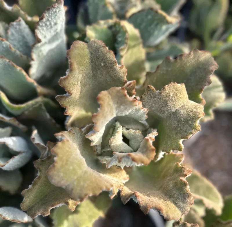 Kalanchoe beharensis x tomentosa ‘Fang’, foto 2