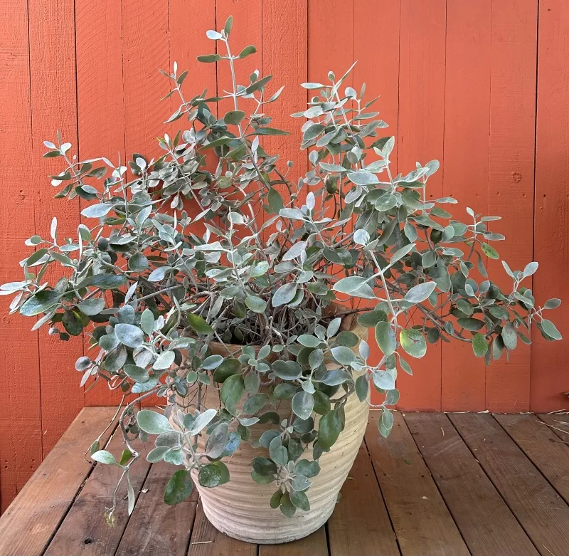 Kalanchoe bracteata, foto 2
