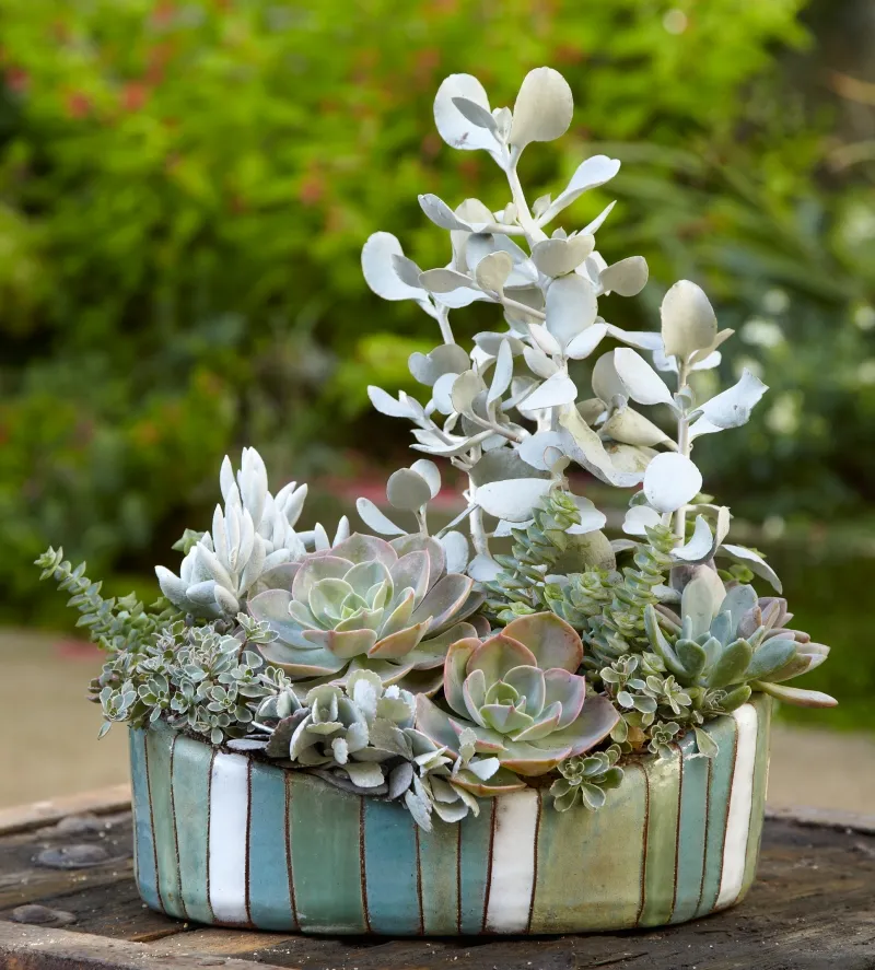 Kalanchoe bracteata, foto 3