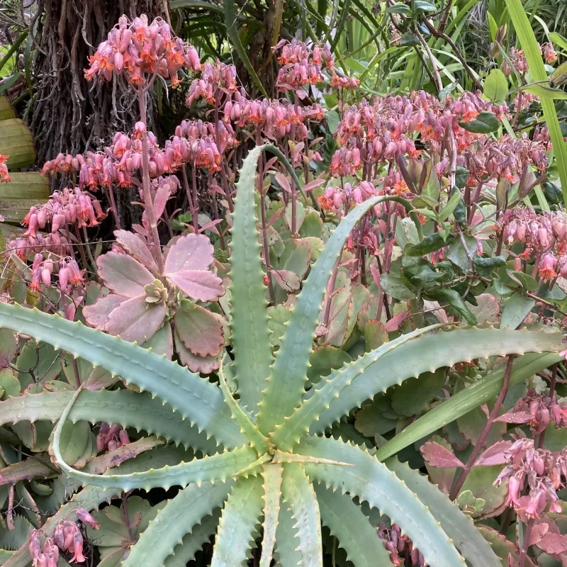 Kalanchoe fedtschenkoi, foto 2