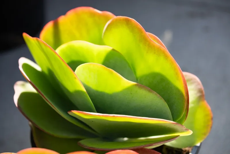 Kalanchoe luciae, foto 2