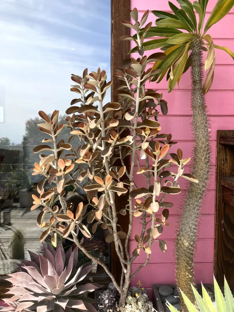 Kalanchoe orgyalis, foto 2
