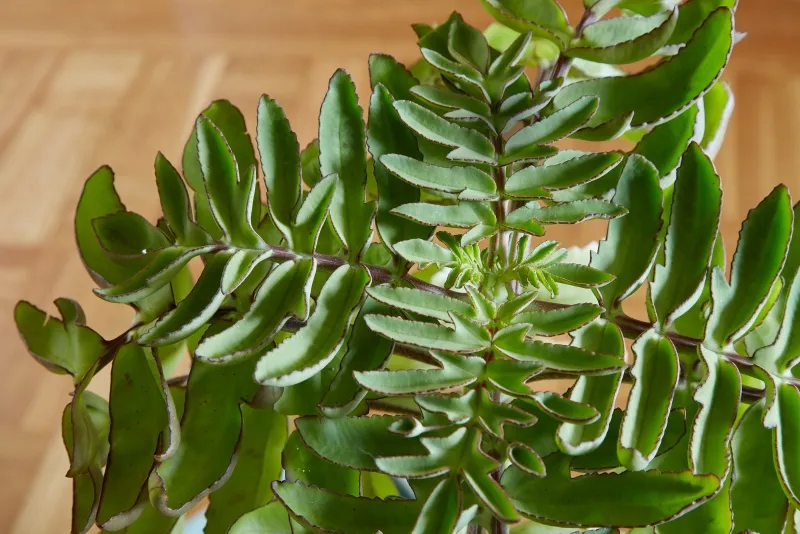 Kalanchoe prolifera, foto 2