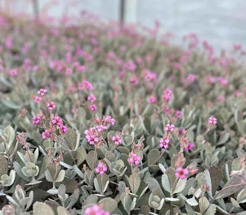 Kalanchoe pumila ‘Silver Grey’
