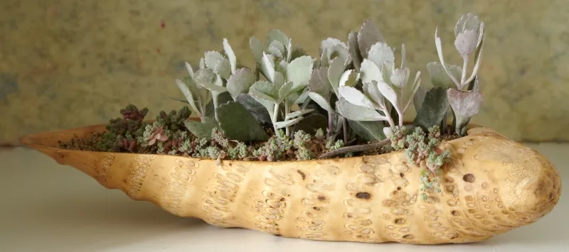 Kalanchoe pumila ‘Silver Grey’, foto 2