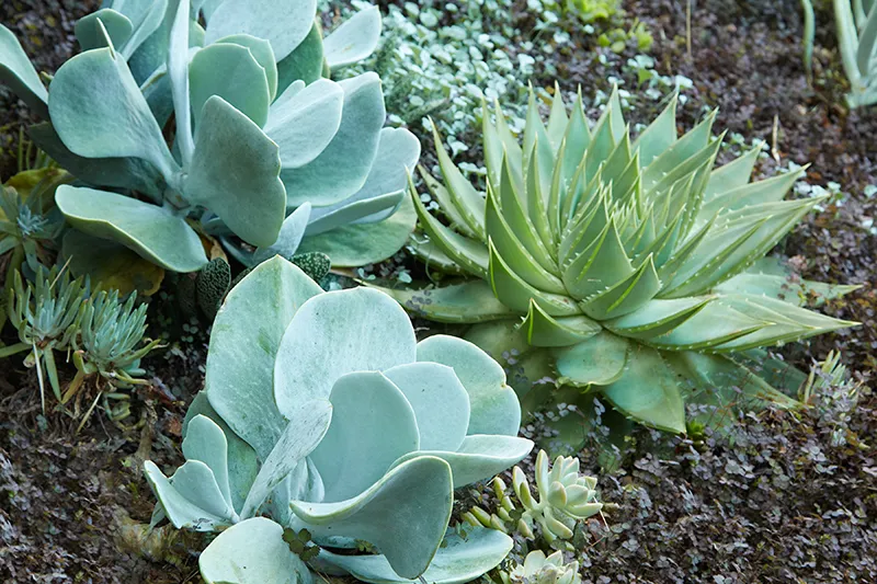 Kalanchoe thyrsiflora ‘Silver Platter’