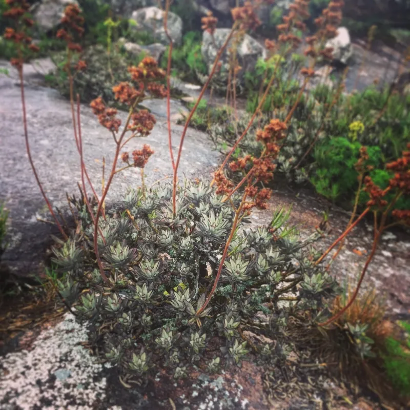 Kalanchoe tomentosa, foto 2