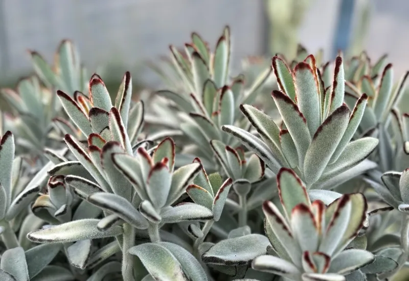 Kalanchoe tomentosa ‘Chocolate Soldier’