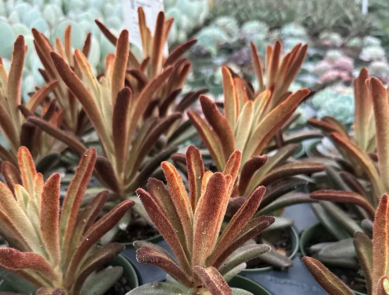 Kalanchoe tomentosa ‘Cinnamon’