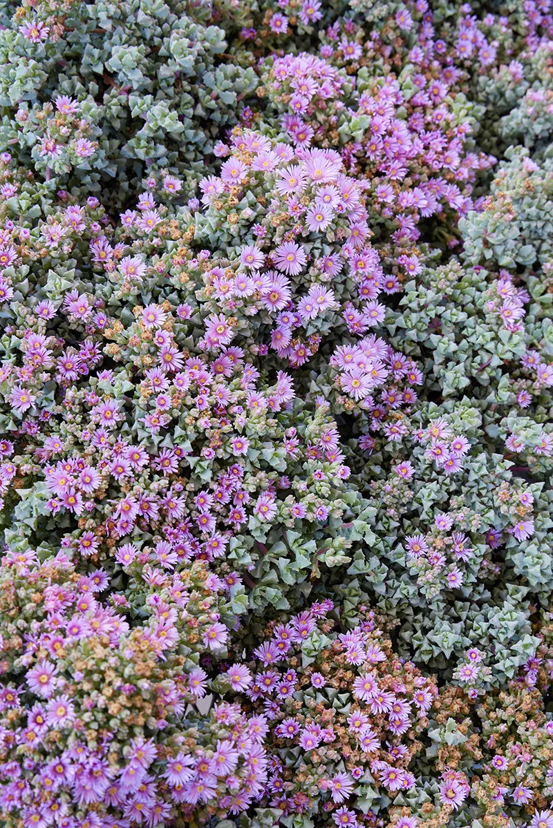 Lampranthus deltoides