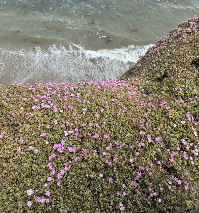 Lampranthus deltoides, foto 3