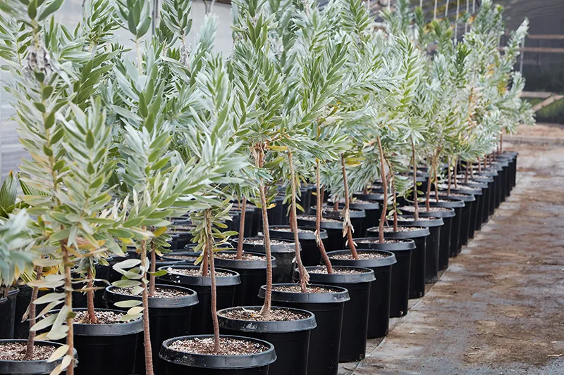 Leucadendron argenteum, foto 2