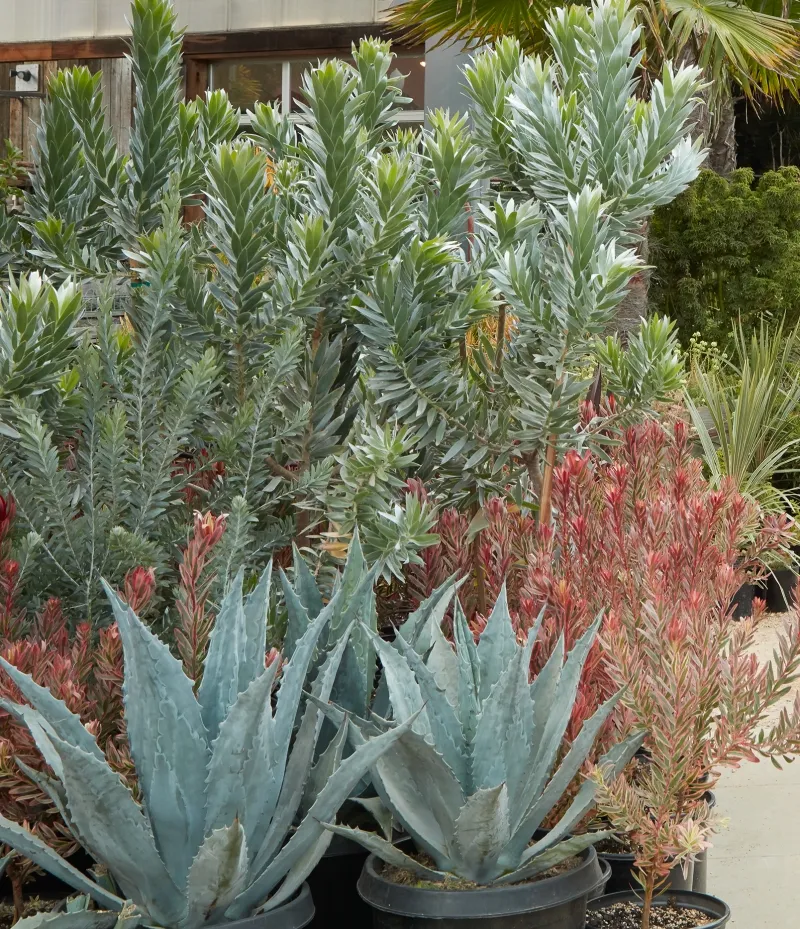 Leucadendron argenteum, foto 3